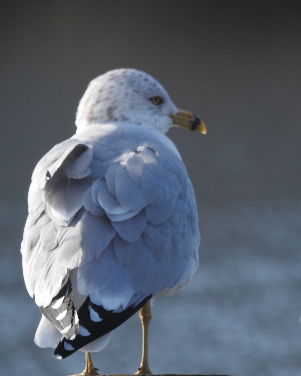 Ring-billed Gull - ML615995992