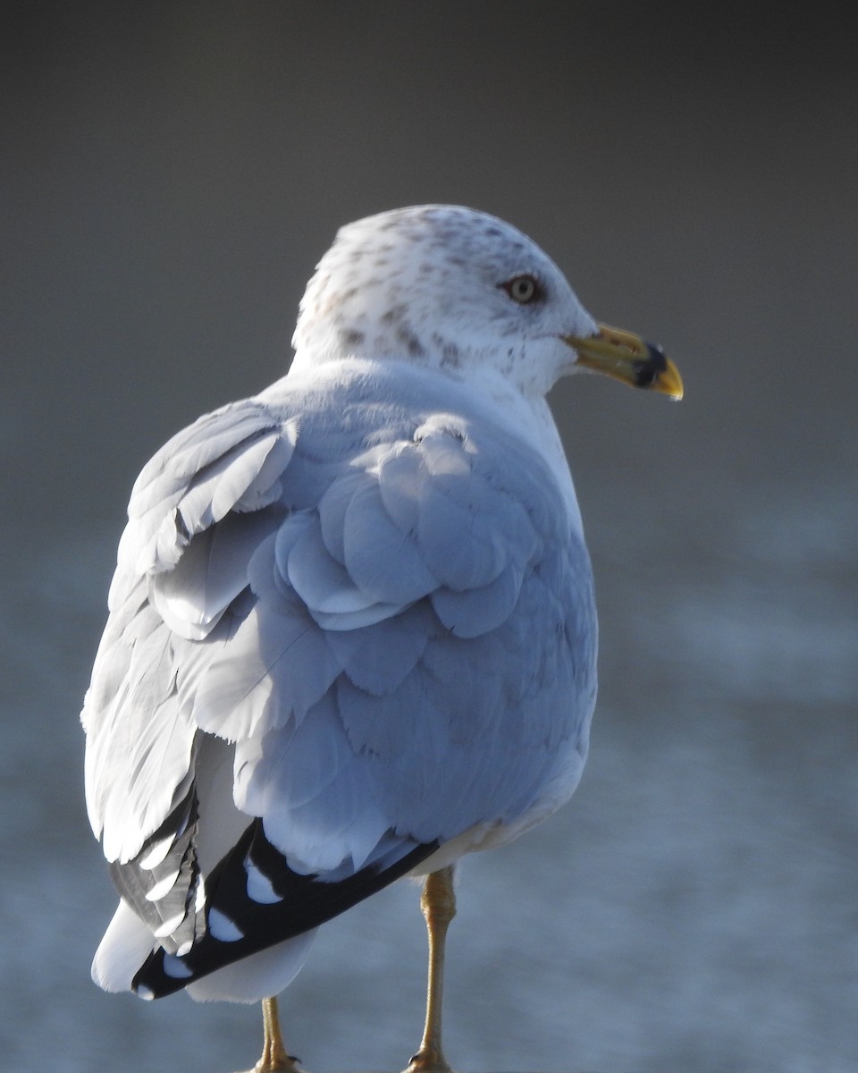 Ring-billed Gull - ML615995994