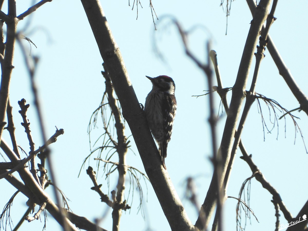 Lesser Spotted Woodpecker - J. Alfonso Diéguez Millán 👀