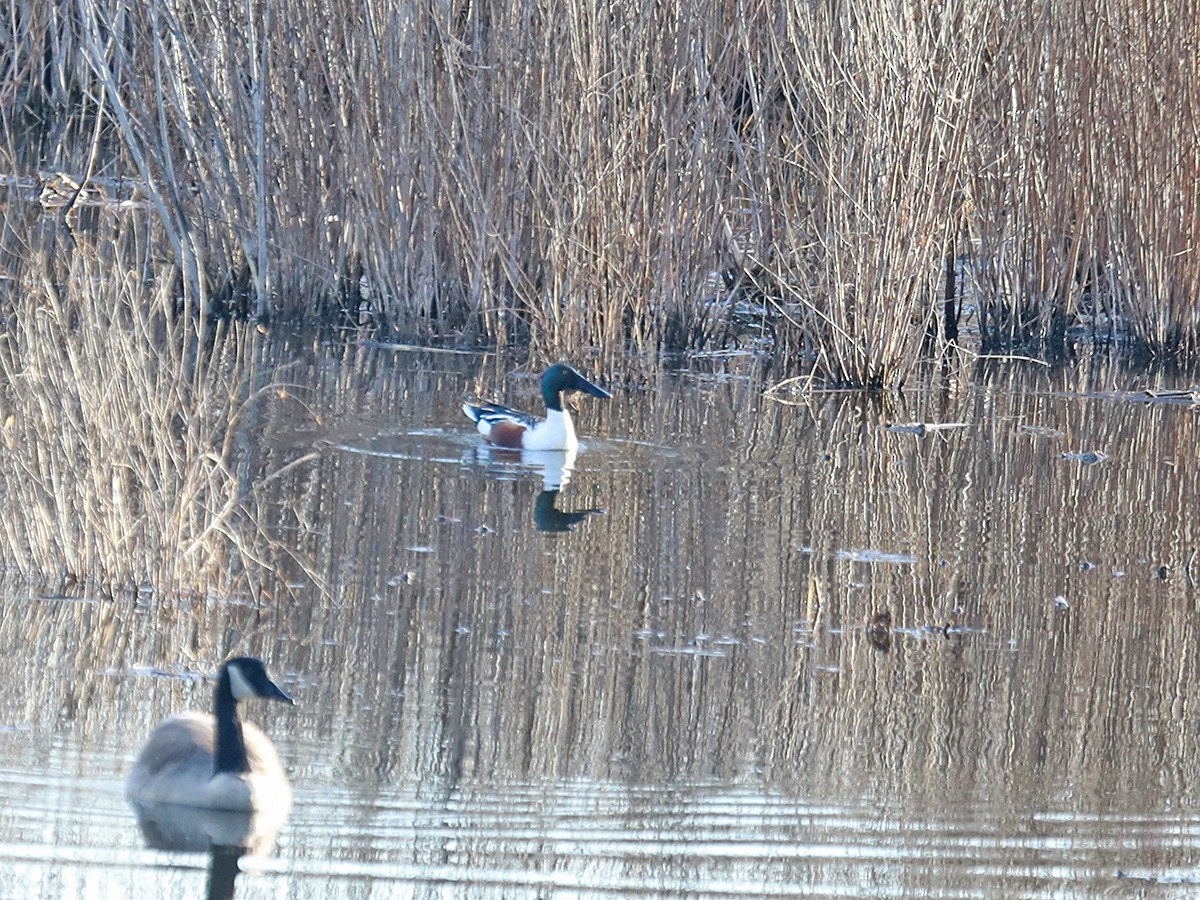 Northern Shoveler - ML615996009