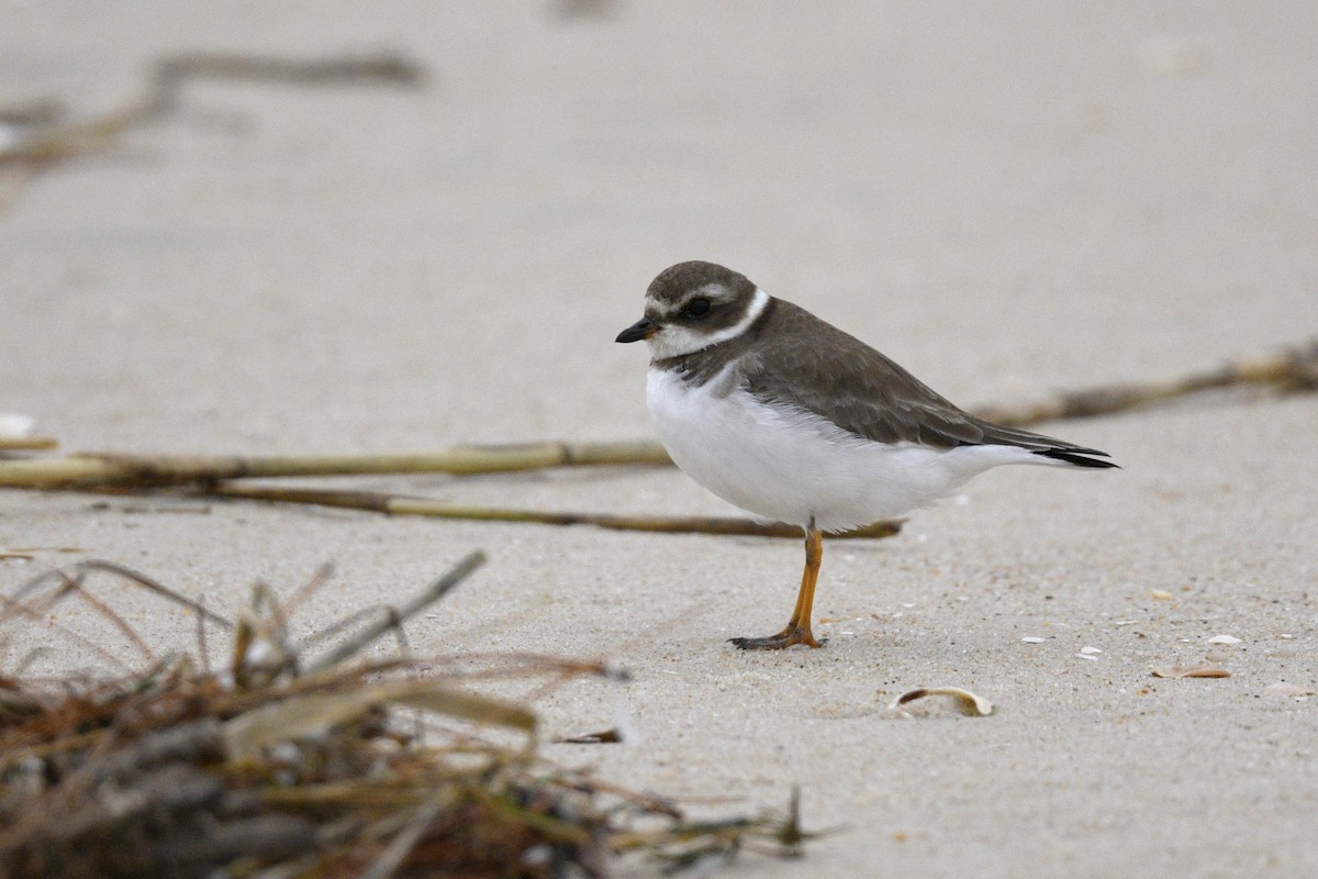 Semipalmated Plover - ML615996017