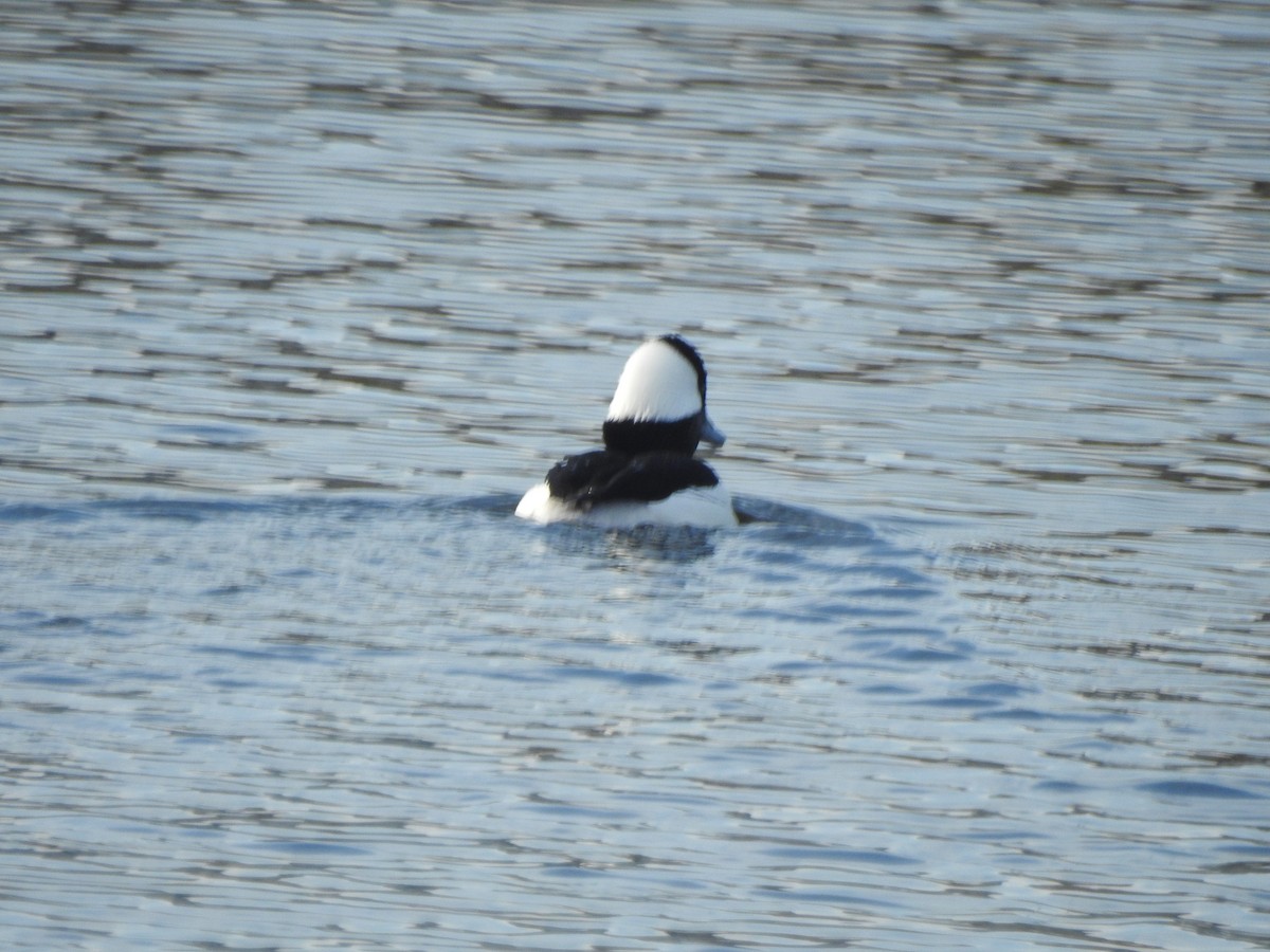 Bufflehead - ML615996025