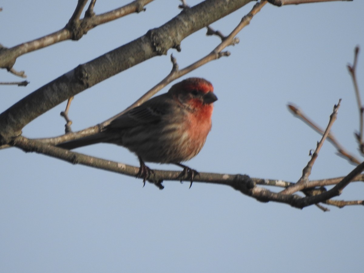 House Finch - ML615996033