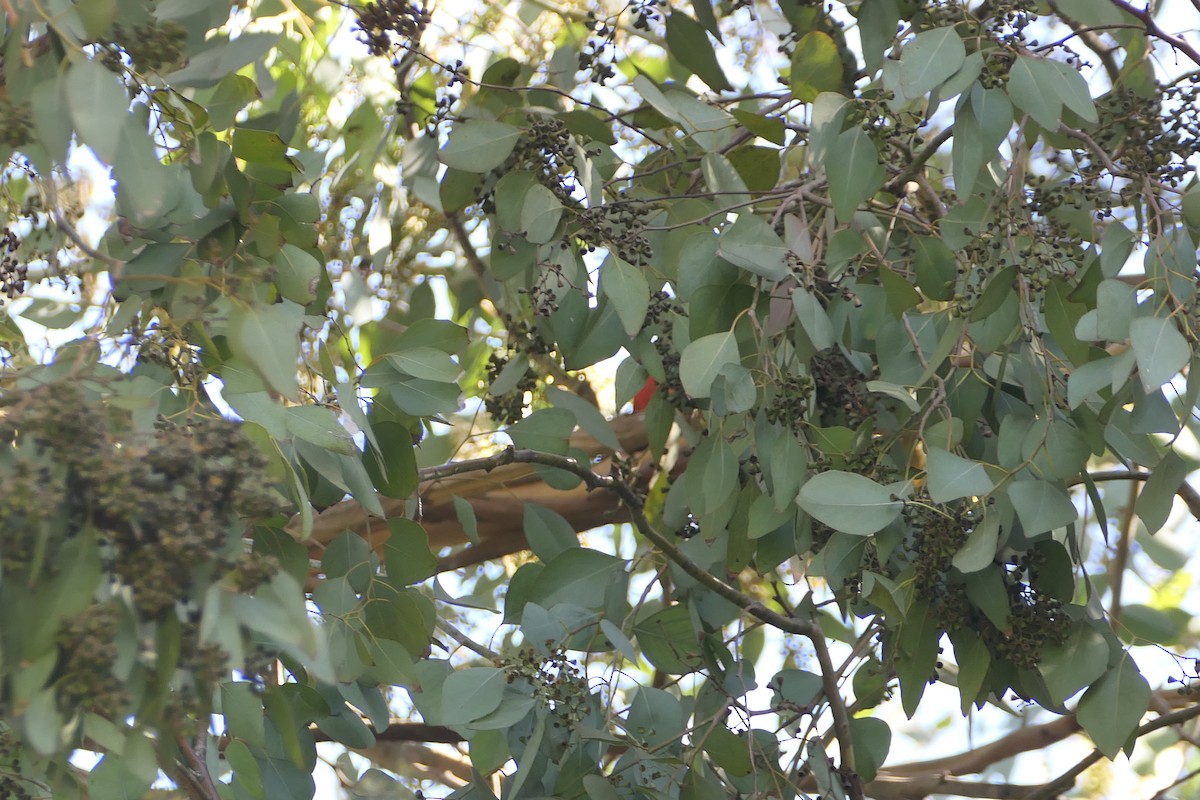 Summer Tanager - ML615996047