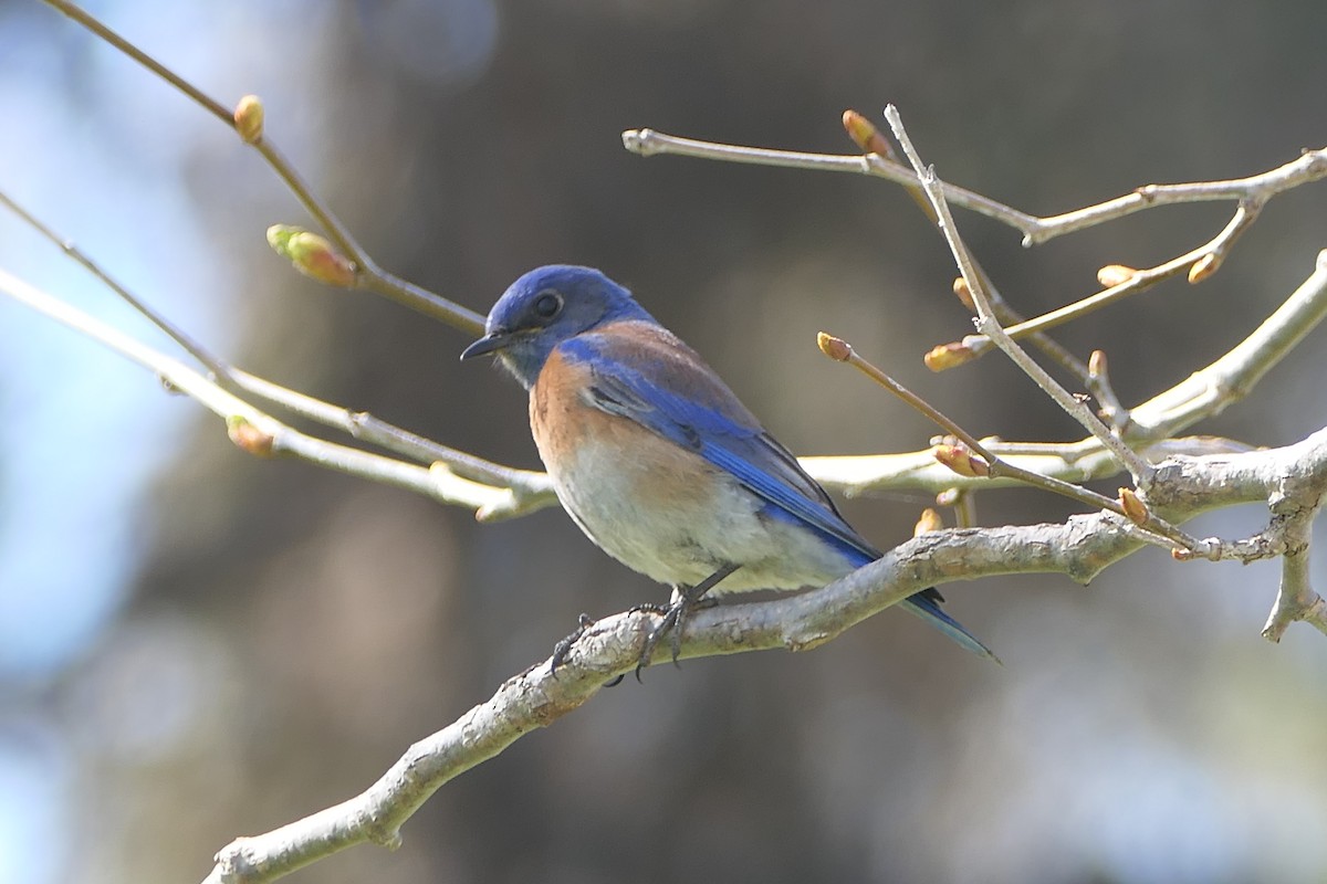 Western Bluebird - ML615996096