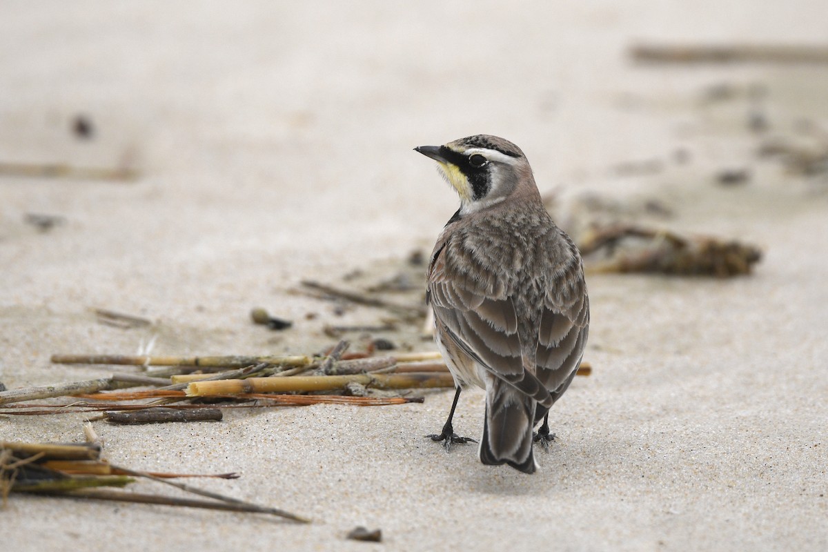 Horned Lark - ML615996098