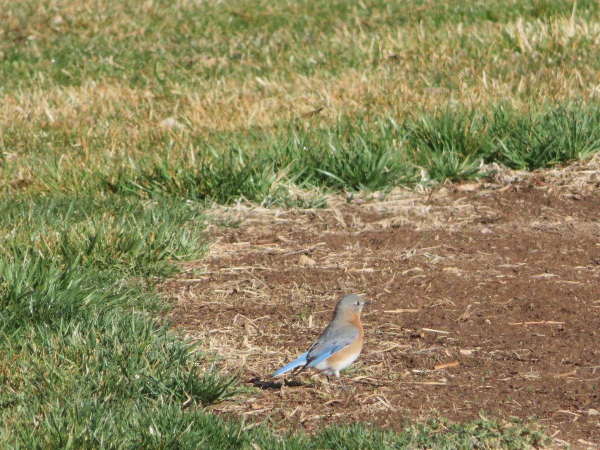 Western Bluebird - Judy  James