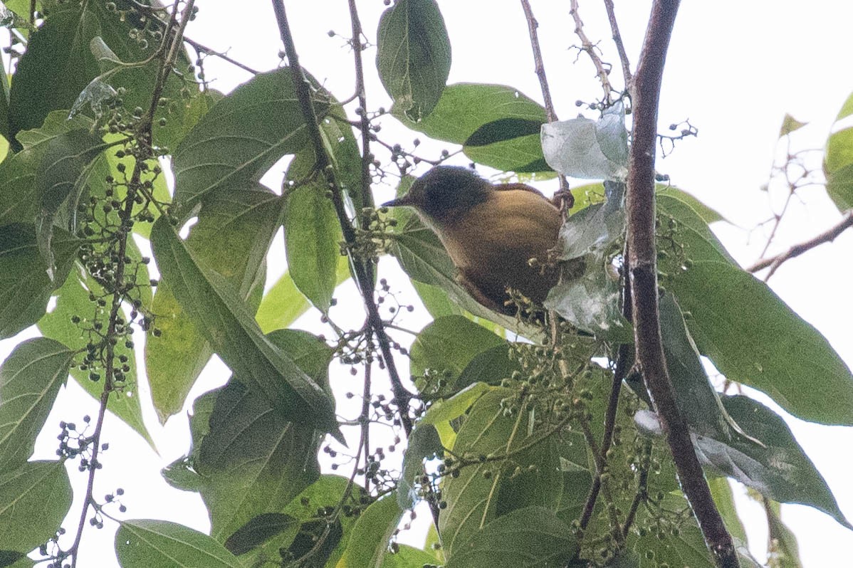 Ochre-bellied Flycatcher - ML615996276