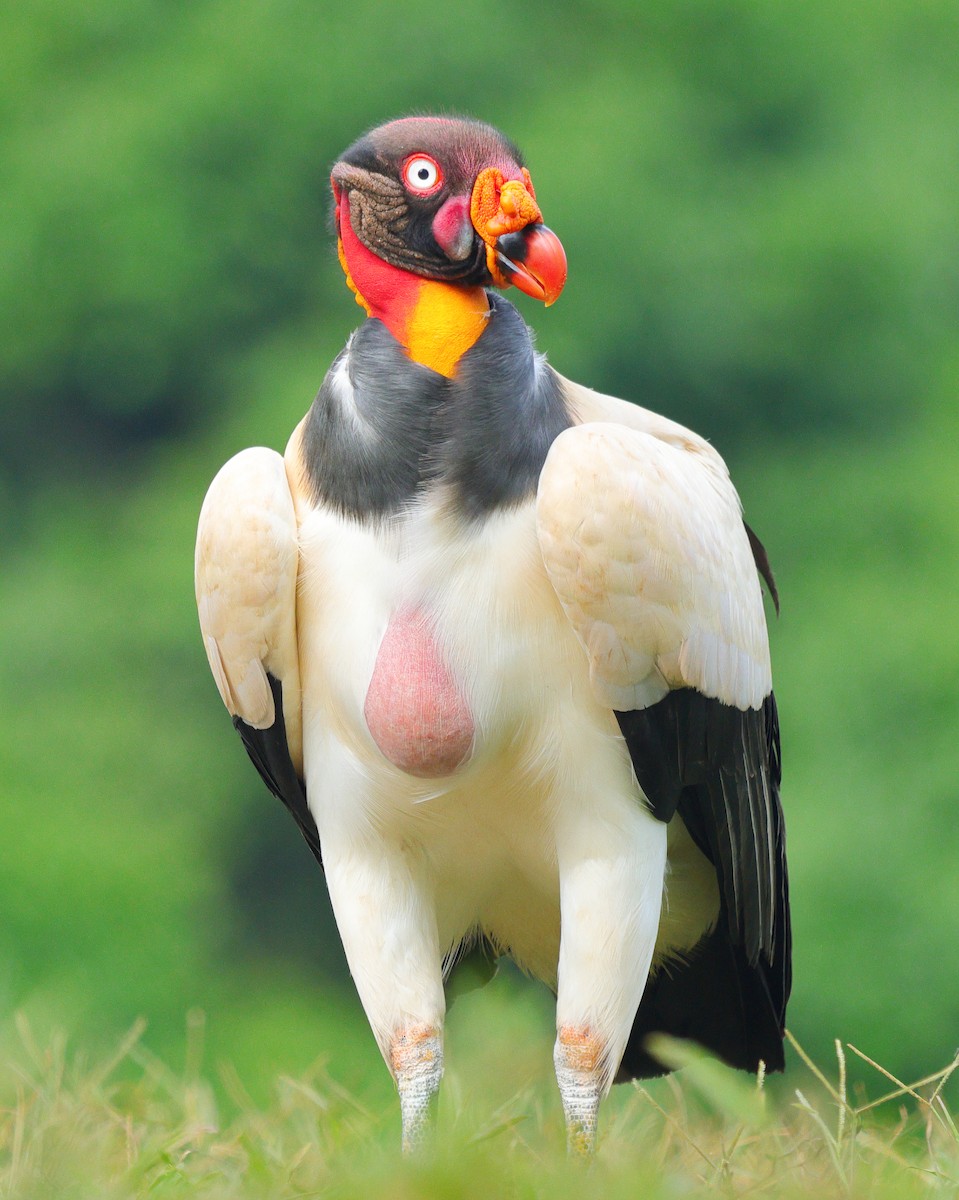 King Vulture - Diana Höhlig