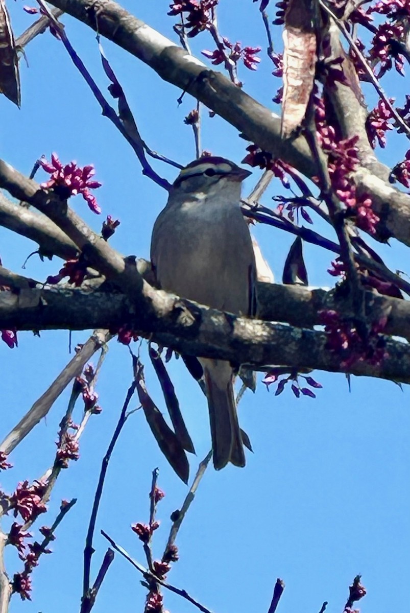 Chipping Sparrow - Joshua Uffman