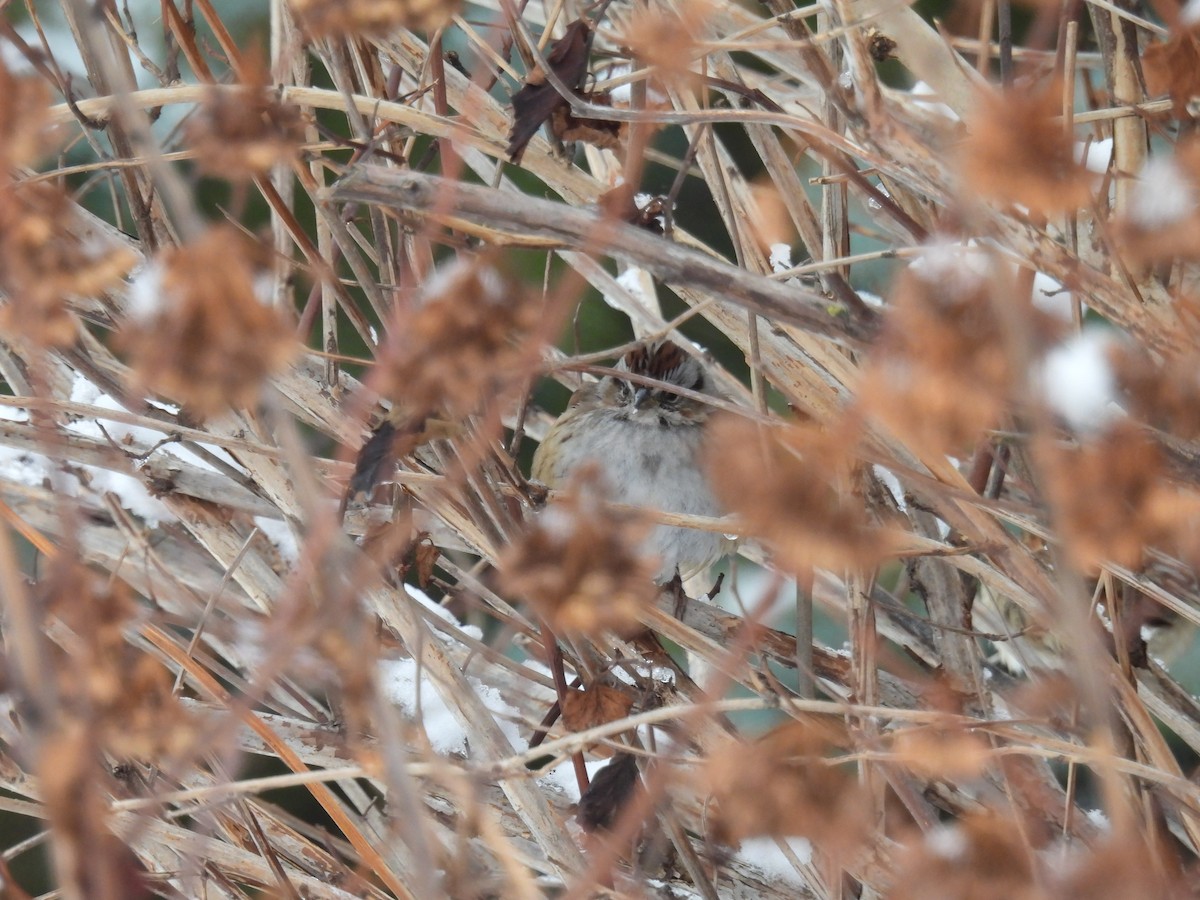 Swamp Sparrow - ML615996319