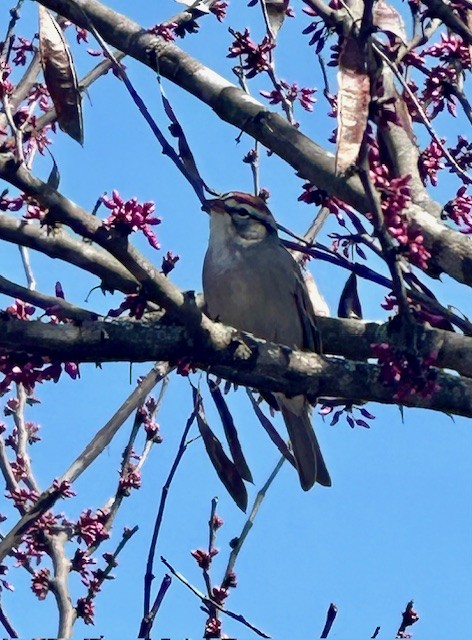 Chipping Sparrow - ML615996323