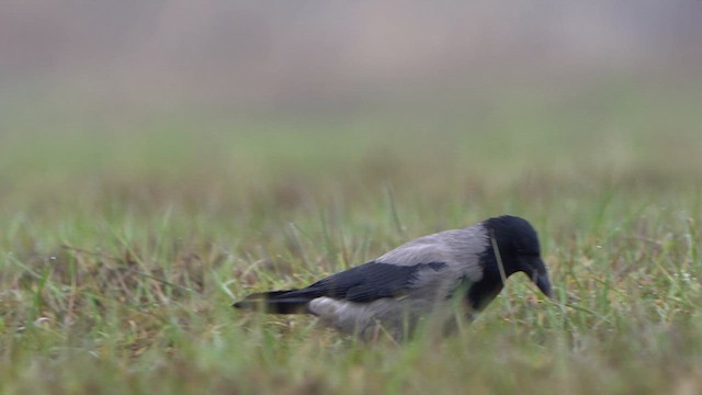 Hooded Crow - ML615996324