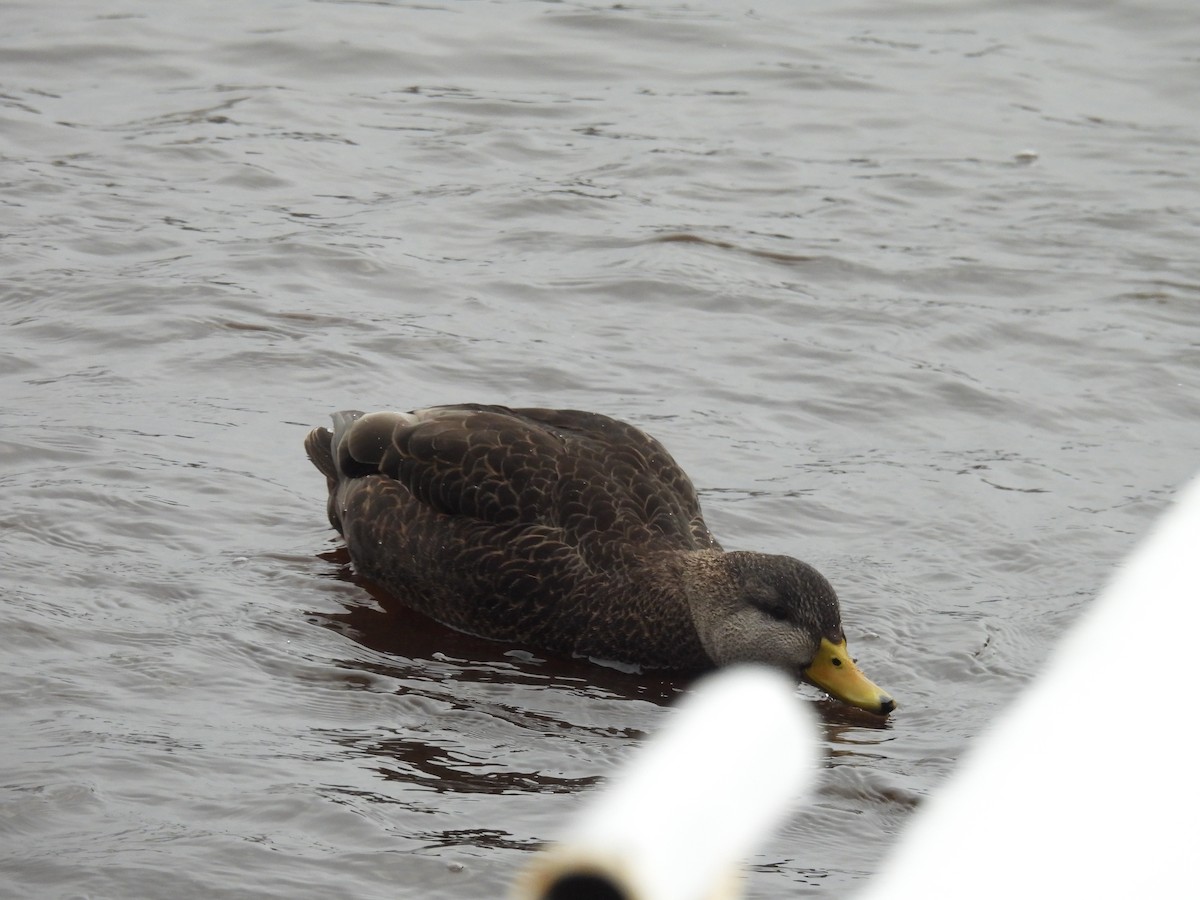 American Black Duck - ML615996350