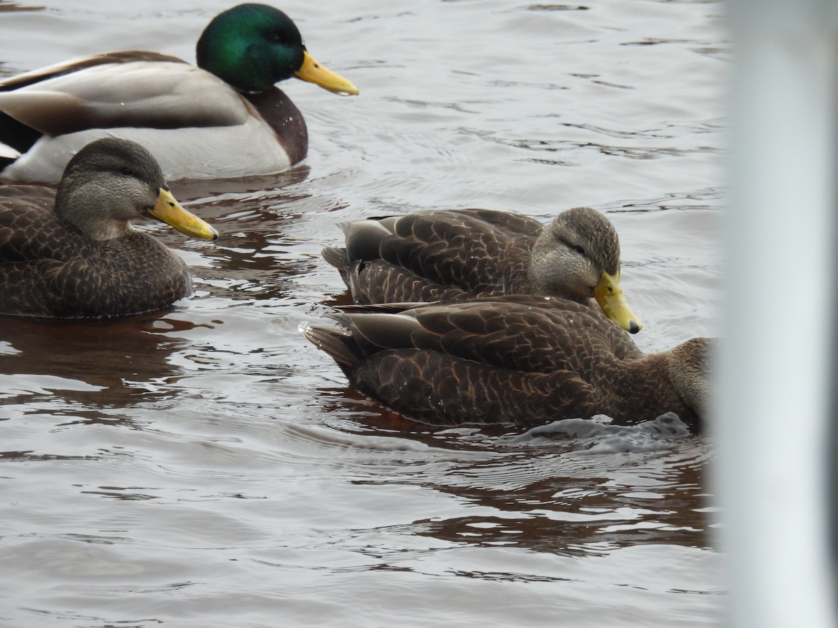 American Black Duck - ML615996351