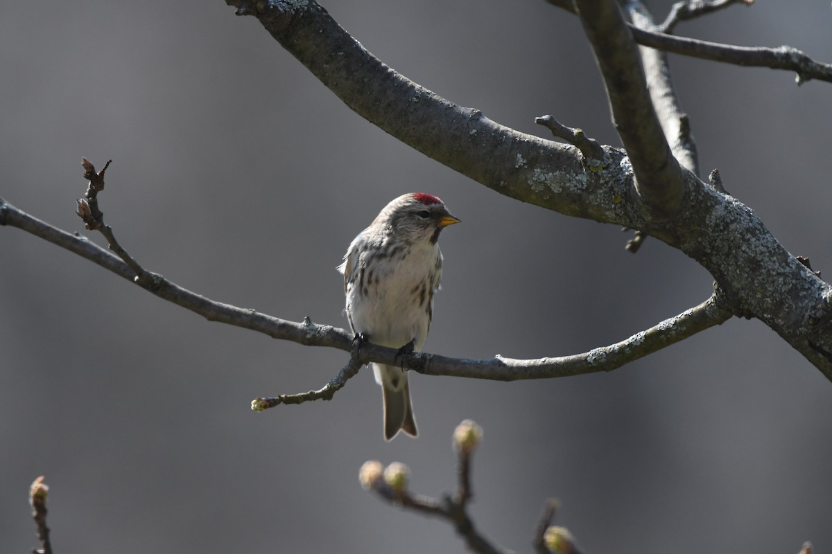 Redpoll (Common) - Tim Schadel