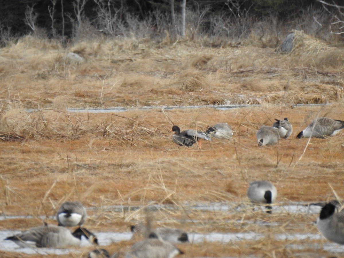Greater White-fronted Goose - Susann Myers