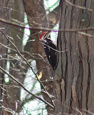 Pileated Woodpecker - Larry Dutton