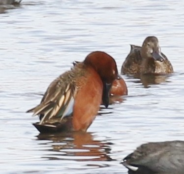 Cinnamon Teal - ML615996456