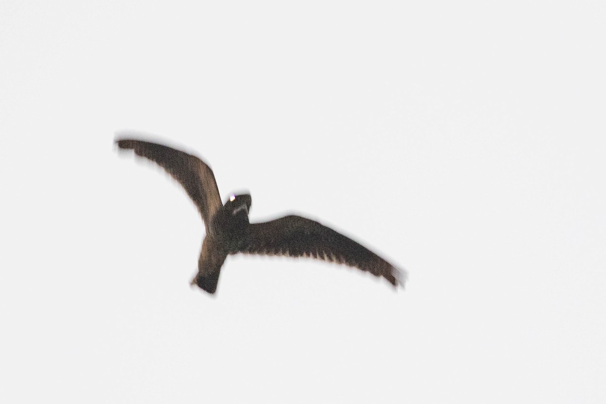 Short-tailed Nighthawk - ML615996457