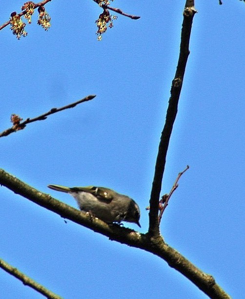 Roitelet à couronne dorée - ML615996469