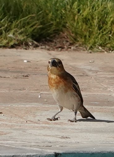 Chestnut Weaver - ML615996483