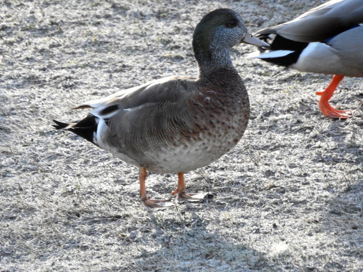 American Wigeon x Mallard (hybrid) - Carolyn Longworth