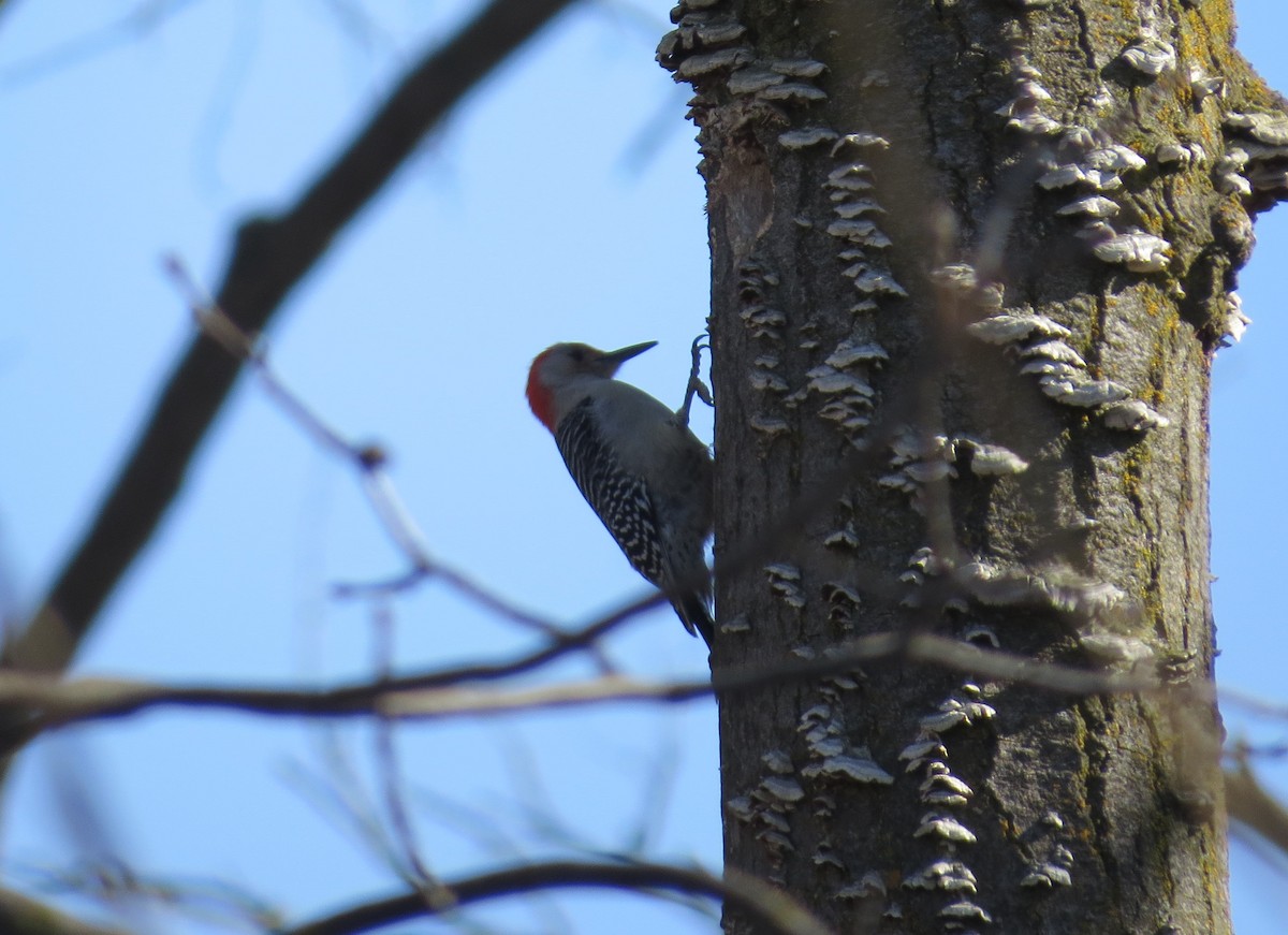 Red-bellied Woodpecker - ML615996506