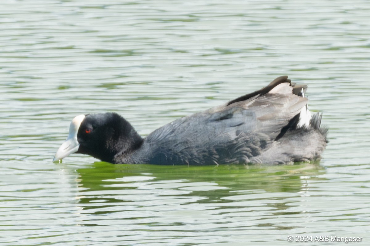 Hawaiian Coot - Bernadette and Amante Mangaser