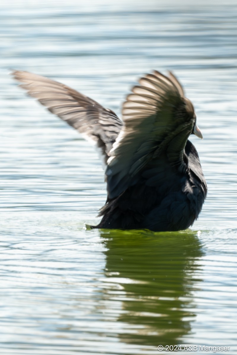 Hawaiian Coot - Bernadette and Amante Mangaser