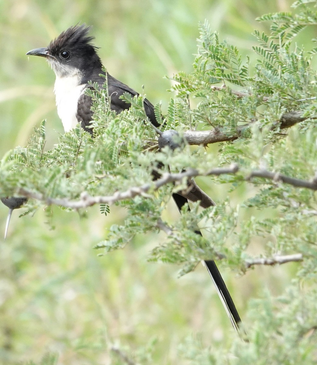 Pied Cuckoo - Olivia Millard