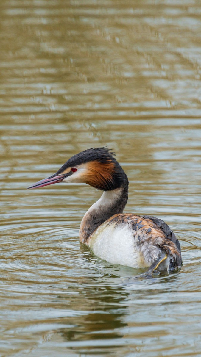 Great Crested Grebe - ML615996575