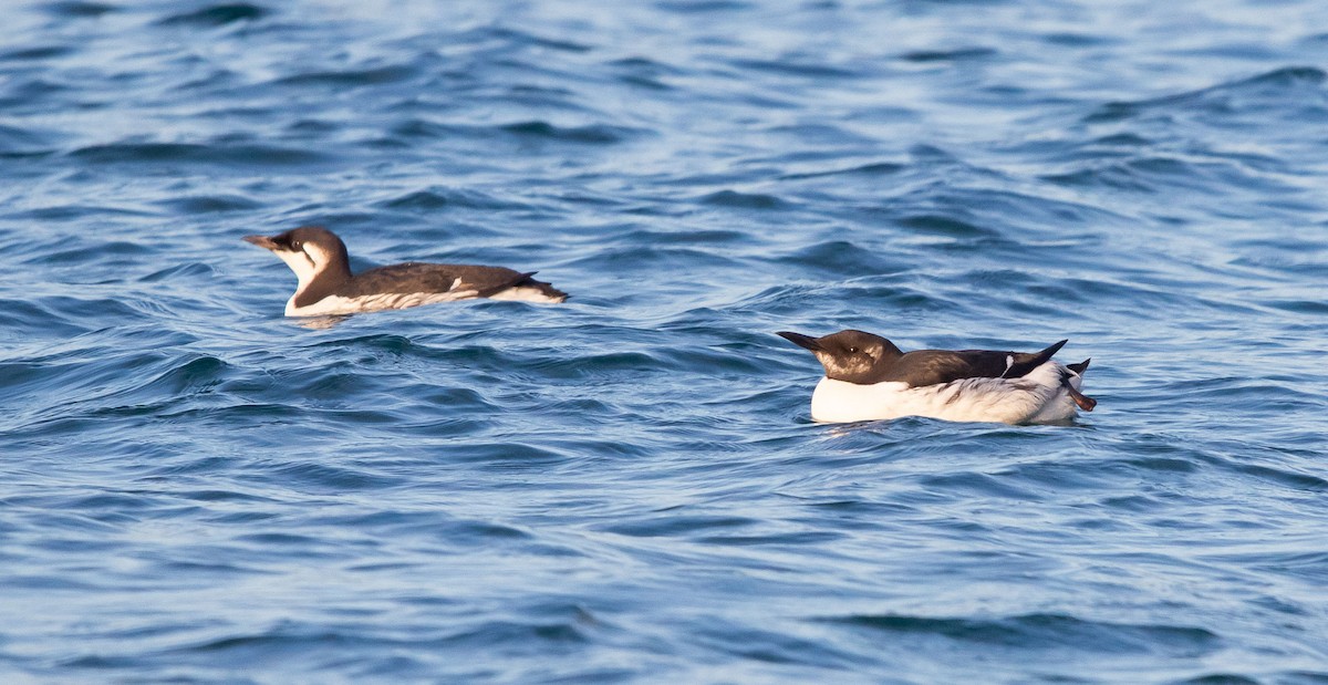 Common Murre - Bruno García