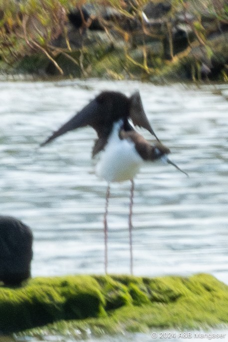 Black-necked Stilt - ML615996595