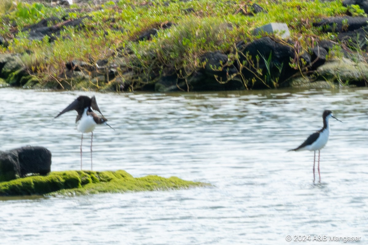 Black-necked Stilt - ML615996596