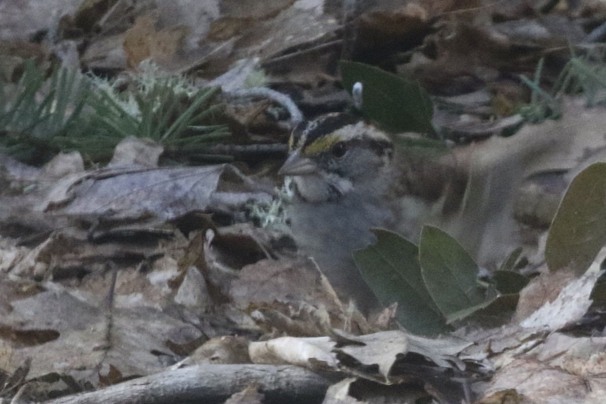 White-throated Sparrow - ML615996620