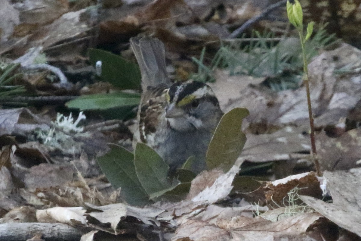 White-throated Sparrow - ML615996621