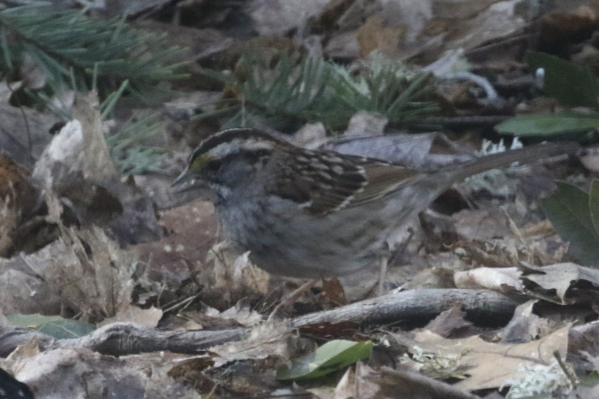 White-throated Sparrow - ML615996622