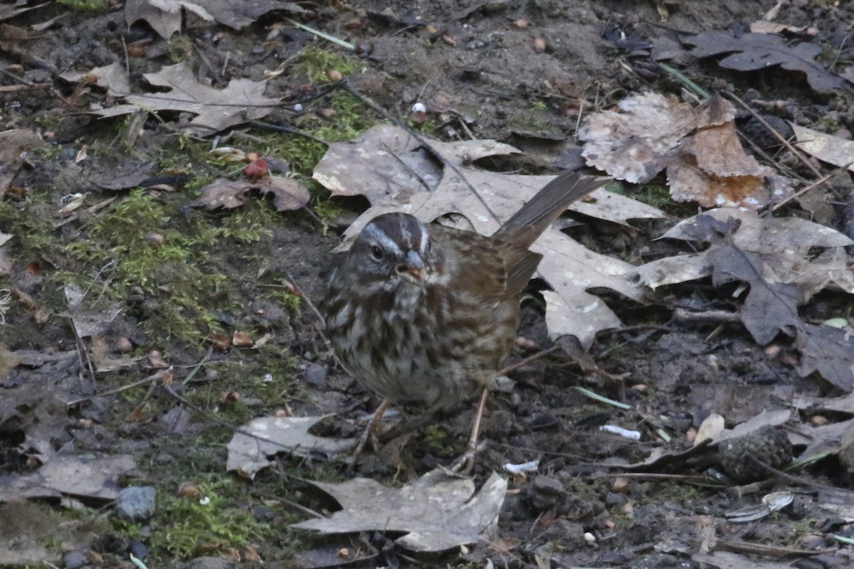 Song Sparrow - Roger Woodruff