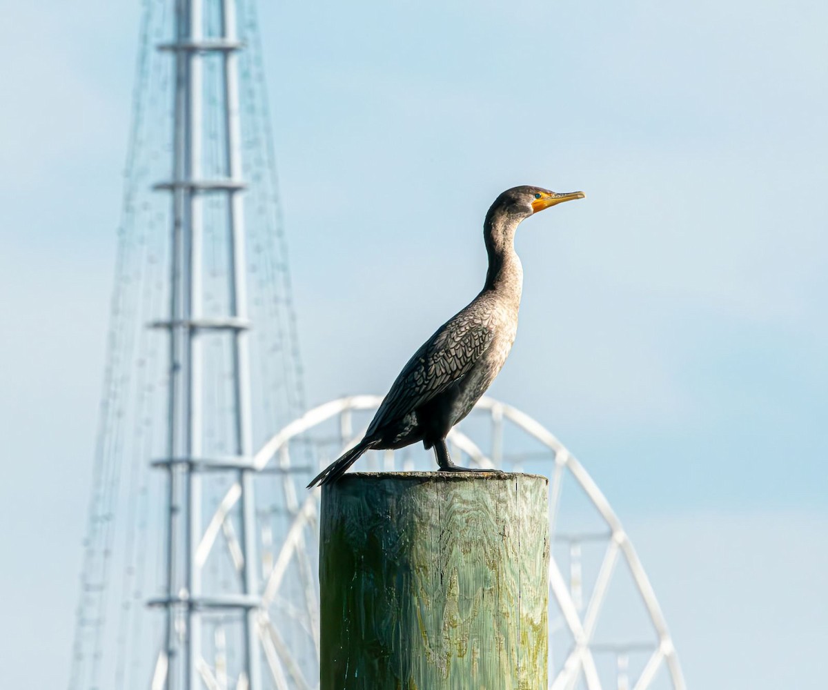 Double-crested Cormorant - ML615996679