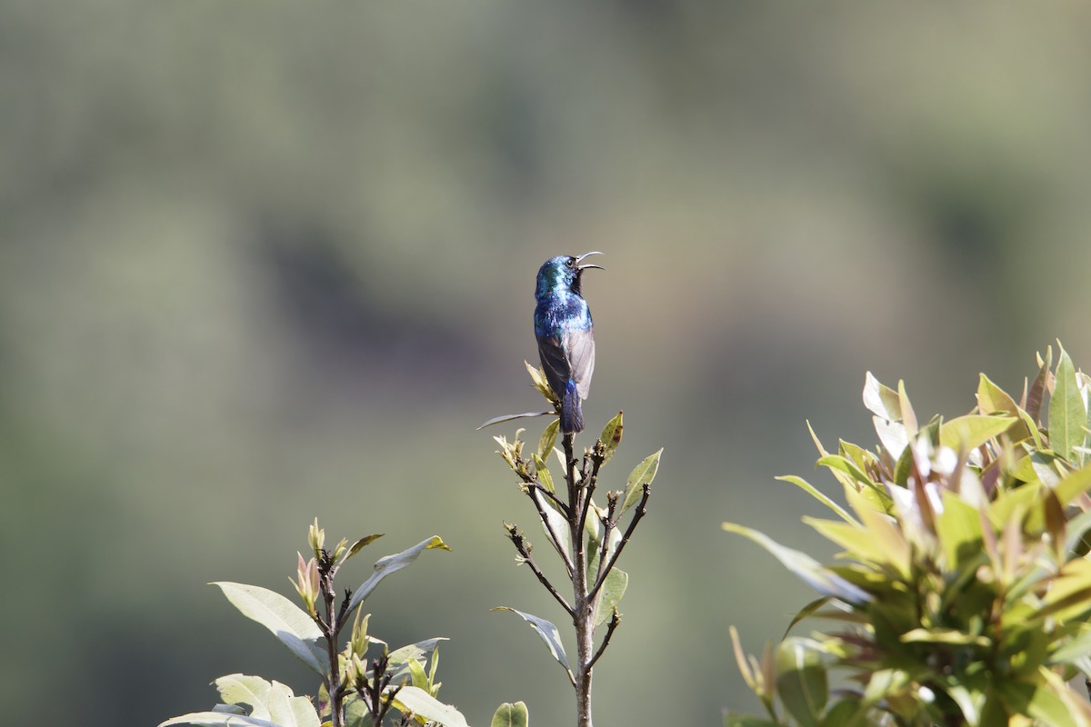 Variable Sunbird - Rene Ritsema