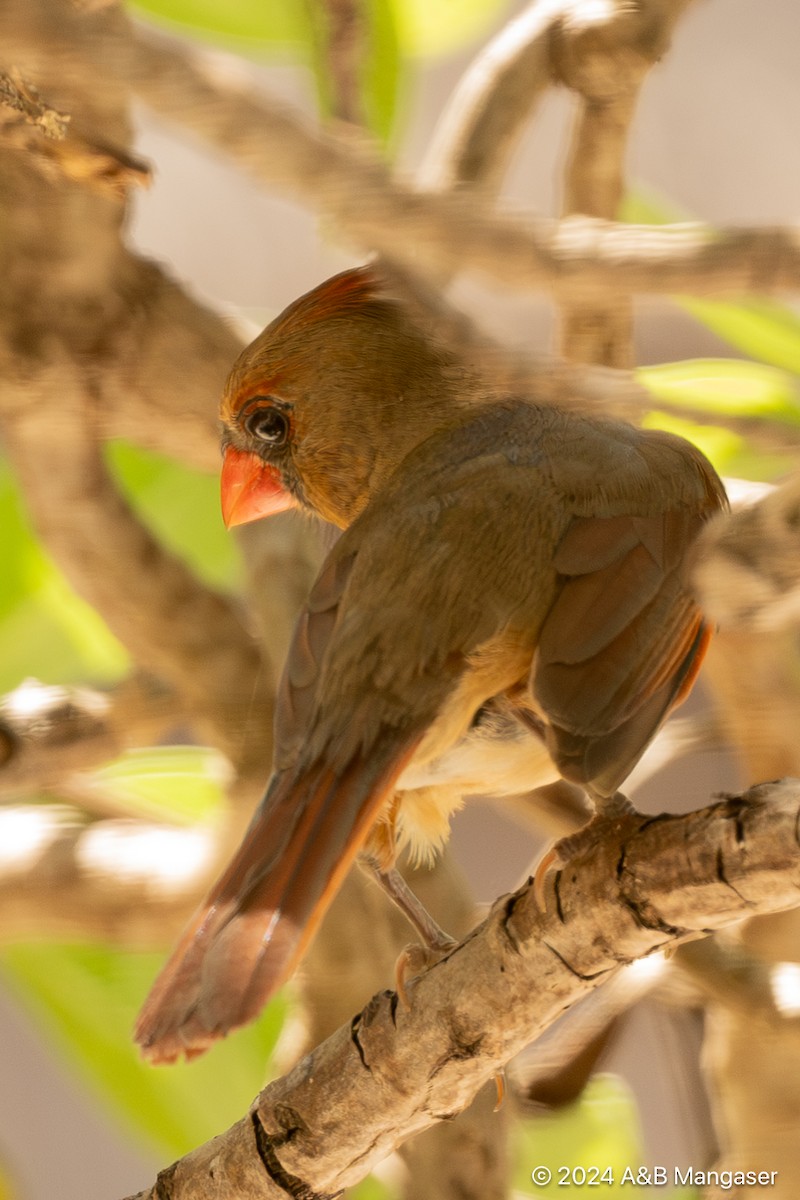 Cardinal rouge - ML615996696