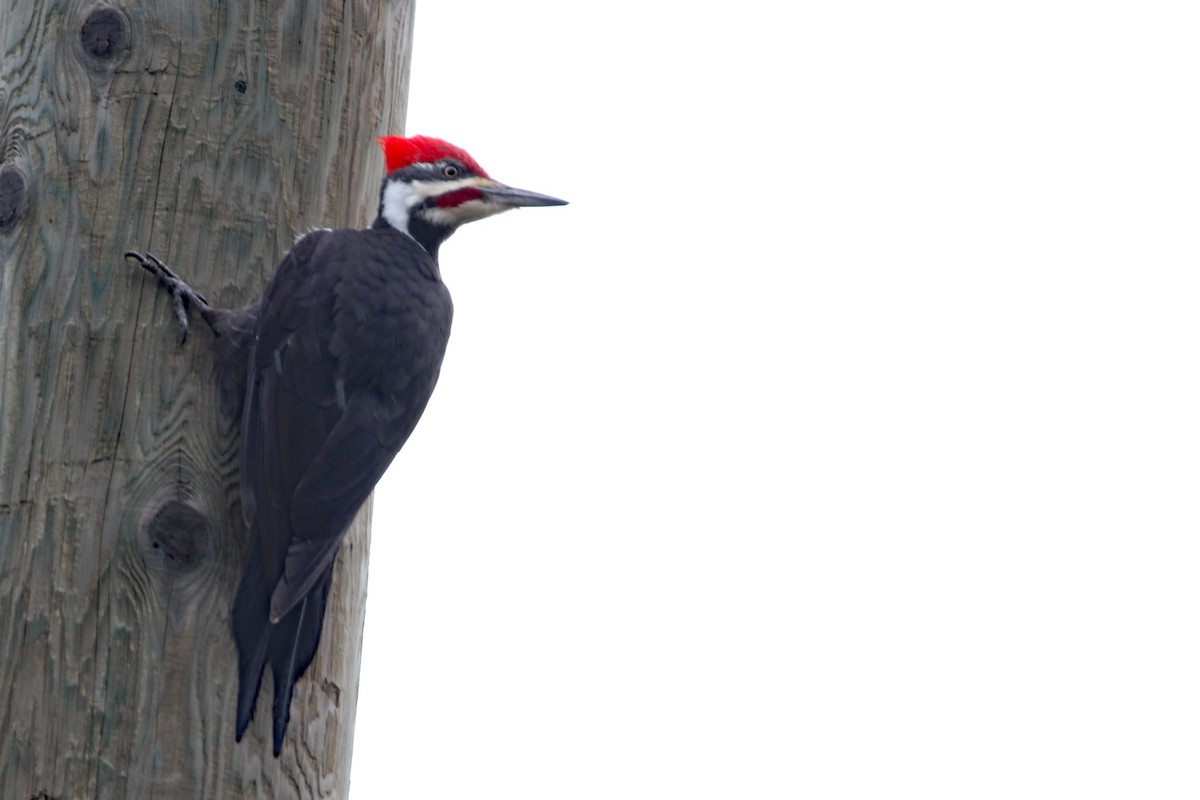 Pileated Woodpecker - ML615996705