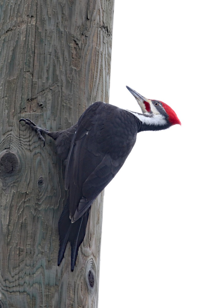 Pileated Woodpecker - ML615996706