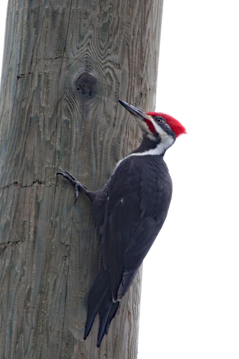 Pileated Woodpecker - ML615996707