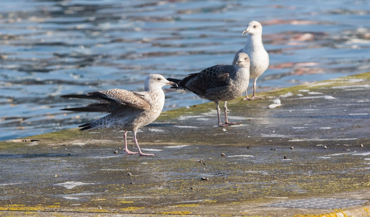 Herring Gull - Bruno García