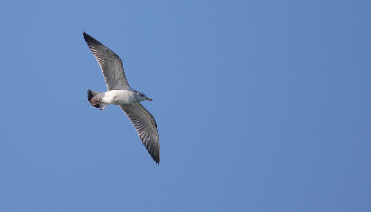 Caspian x Herring Gull (hybrid) - Bruno García