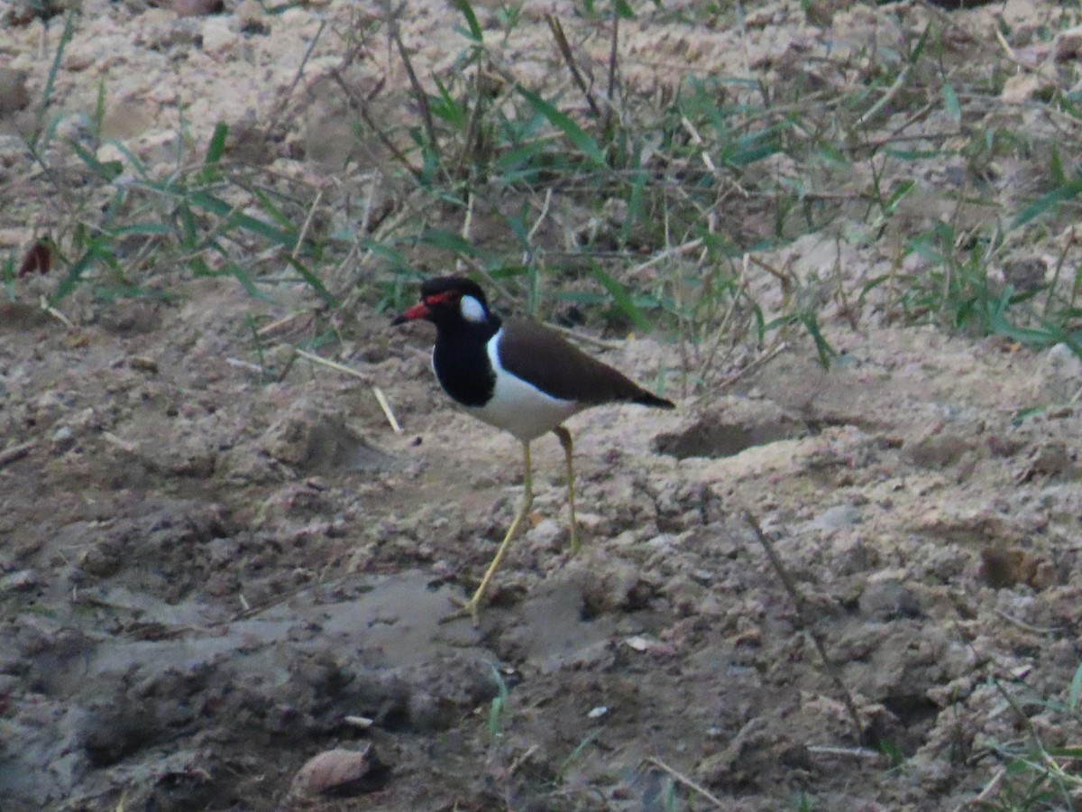 Red-wattled Lapwing - Kirsti Carr