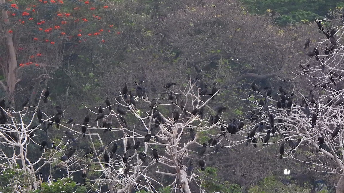 Indian Cormorant - Nivedita Pal