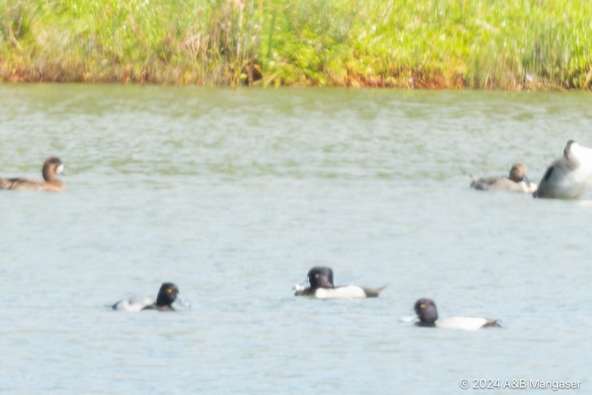 Lesser Scaup - ML615996801